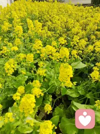 🌻你用什么眼睛看世界，你就活在什么样的世界里。命由己造，相由心生；心若变了，你的世界也跟着变了。🌻