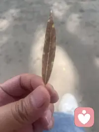 🌻🌻每日觉察🌻🌻

💡这个世界上99%的人是节能灯泡，1%的人是篝火。节能灯泡自己发的光太少，所以一直在索取热量。篝火自己就能燃烧，不仅不索取，还向外释放热量。

☯️什么是高能量？道家讲道法自然。一个合道的人，他的能量不是他制造出来的，是他顺应自然的结果。就像一条河流，它不需要用力去流，它只是顺着地势往下走。它不费力，但它有无穷的力量。

🪷佛家讲自性清净。每个人的本性都是清净的、光明的、圆满的。你不缺任何东西。你的高能量不是从外面学来的、练来的，是你本来就有的。你只需要去掉那些遮蔽你本性的东西，贪婪、恐惧、嫉妒、怨恨，你本来的光明就会自然显现。

📜儒家讲吾性自足。阳明先生说圣人之道，吾性自足，向之求理于事物者误也。意思是，你不需要到外面去寻找真理和力量，你本来就有。你到外面去找，反而是走弯路了。

🌿所以，高能量不是一个你需要去获得的东西，它是一个你需要去去掉遮蔽之后自然显现的东西。

🔗那为什么大多数人变成了节能灯泡？因为你被外在的东西绑架了。你的情绪被别人的评价绑架了，别人夸你一句你就高兴一天，别人骂你一句你就恨一天。

💸你的安全感被外在的条件绑架了，有了钱就安心，没了钱就慌张；有了关系就踏实，没了关系就崩溃。

🎯你的自我价值被外在的成就绑架了，做出了成绩就觉得有价值，做不出成绩就觉得自己一文不值。

🌪️当你的喜怒哀乐、你的安全感、你的自我价值，全部建立在外在的东西上的时候，你的能量就完全受制于外界。外界好，你就好。外界不好，你就崩。你的能量开关在别人手里，不在你自己手里。