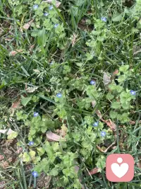 《苔》
【清】袁枚

白日不到处，
青春恰自来。
苔花如米小，
也学牡丹开。