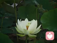 🌵ꔛʍօʀռɨռɡ🎈ˎˊ˗

生命就是一朵花🌸
静静开，细细品
这一路，我们慢慢走🎐
深深悟，方知
平平安安才是真🏮
健健康康才是福
愿时光不老，一切都好🧧

早安！亲爱的你🌹
早安！周末快乐🌻