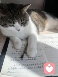 懒洋洋的猫