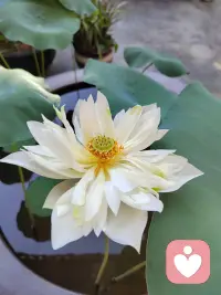 這是一個幻境，這是一場體驗，目的是來了緣。很多都是前緣的繼續。配圖