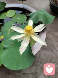 我看到了那么多無奈???♀?，那么多的絕望，這是生命的不能承受之重。配圖