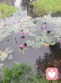 生活里，我們的心總是難以安定，像脫韁的野馬向外奔馳，卻很少停下腳步關照內心。一旦遇到煩心事是抱怨外界，覺得是他人、環境帶來了煩惱與困難，卻沒意識到，內心的不安與浮躁才是痛苦的源頭。
 
心情不好，就怪別人惹自己生氣；工作不順，就埋怨單位條件差。我們總想著改變周圍的一切，逃離現有的環境，甚至強行改變他人，可結果往往是在煩惱痛苦的漩渦里越陷越深。比如，和同事產生矛盾，不是反思自己的溝通方式，而是指責對方的不是；在一個工作環境待久了，稍有不順就想跳槽，卻不思考自身存在的問題。
 
其實，外界的人和事本沒有絕對的好壞對錯，是我們的心態出了問題。我們太執著于改變外界，卻忘了改變自己的心態才是關鍵。一直關注外境，就容易掉進妄念的陷阱，陷入痛苦和焦慮；試圖改變無法左右的環境，只會讓自己更加疲憊不堪。
 
真正重要的是關注自己的內心，把注意力放回自身。我們可以關注自己的呼吸、睡眠、健康和思想，努力提升自我，而不是整日盯著外界。當我們學會安住內心，不被外界干擾，才能找到真正的快樂和安寧，以平和的心態面對生活中的種種挑戰。配圖