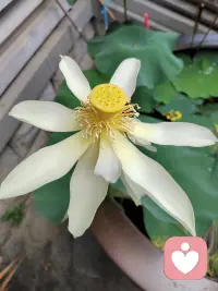 什么東西都需要節制，特別是欲望。配圖