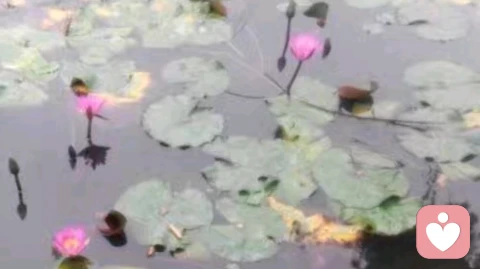 恋父怎么办