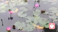 恋父怎么办