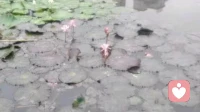 人的大脑的优缺点