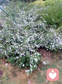 什么是愛情，是荷爾蒙，腎上腺素，多巴胺的作用。配圖