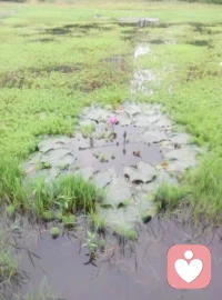 鱼火水中不知有水，人在道中不知有道