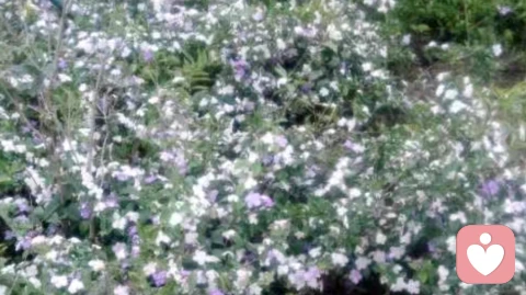 什么人容易產生戀母情結