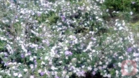 什么人容易产生恋母情结