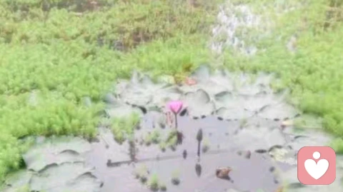 恋母情结是怎么回事