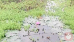 恋母情结是怎么回事