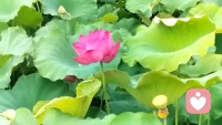 現(xiàn)在大部分的家庭因為債務(wù)導致生活艱難，我是一名資深金融從業(yè)者也是一名傾聽師，希望通過心理咨詢平臺幫助很多低谷期的朋友，度過難關(guān)配圖