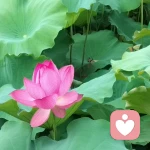 敏敏的頭像