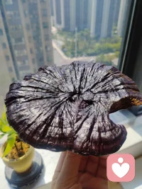 野生靈芝耐住歲月打磨，才成就珍貴。人生亦如此，那些沉默的堅持、獨自的扛過，終會化作治愈心靈的光，照亮前行的路。配圖