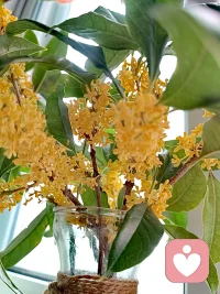 榆莢散來星斗轉，桂花尋去月輪移。配圖