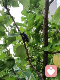 小天牛，可可愛愛！配圖