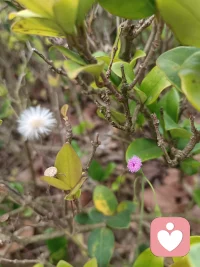 生命的美以不同的形式呈现在我们的生活中，带着轻松、宁静的心去真切地感受它，久而久之，一切都会变得愉快和美好起来，因为它们会滋养你的心，让你的心越来越美。
这种方式，也是正能量的一种获取。
 加油，亲爱的你，与我同行，愿我们越来越好！