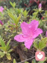 生命的美以不同的形式呈现在我们的生活中，带着轻松、宁静的心去真切地感受它，久而久之，一切都会变得愉快和美好起来，因为它们会滋养你的心，让你的心越来越美。
这种方式，也是正能量的一种获取。
 加油，亲爱的你，与我同行，愿我们越来越好！