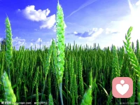 没必要着急成熟，最好的时光是现在，当下的力量在放松中，美好的一天从清晨开始！早安！配图