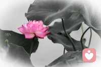 “讓孩子如他所是，而不是如你所愿”，愛孩子的前提，是尊重他本來的樣子，而不是把他強行塑造成我們想要的模樣。配圖