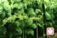 這世界上唯一的療愈就是自愈。 每一個心理咨詢師、心理專家、心理學老師，或者是每一本書，就像是那個替你包扎的醫生。有的醫生醫術高明一些，給你上的藥，快一點見效，但是你依然要通過改認知，改言行，通過好好照顧自己，通過提升自己的心理免疫力來修復自己內心的傷口。配圖