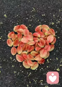 起風了，一地的燦爛，秋天的浪漫已經開始配圖