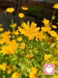 我把心事折成信
写在每一片花瓣上
不寄给谁，只交给风
 
它会带着我的慌张
掠过草叶，蹭过阳光
在风里，轻轻摇晃
 
你看，这满目的金黄
不是开给别人看的光
是我给自己的，温柔补偿
 
不必追问意义
也不用假装坚强
开着，就很好
就像此刻，阳光落在身上
心里的褶皱，正被慢慢熨烫配图