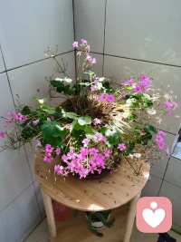 美好的一天开始啦🌹
愿你今天像它一样幸运
愿你的心情像它一样美丽、美好、美妙
❤️❤️❤️配图