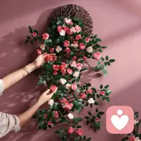 無論何時都要保持好的心態，穩定的情緒，愿我們每天都欣欣向榮。配圖