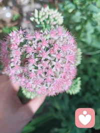 成长不是把“脆弱”换成“坚硬”，是学会带着脆弱往前走。就像雨里的花，花瓣会颤，根茎却在悄悄往土里扎——柔软和坚韧，原是同一件事的两面。