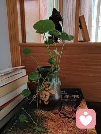 青少年厌学：不是“不想学”，而是“有苦衷”
 
提到青少年厌学，很多人会贴上“懒惰”“叛逆”的标签，但剥开表面的“拒绝上学”，背后藏的往往是学业压力、心理困境与环境矛盾的叠加，每一份“厌学”情绪，都是孩子发出的“求助信号”。
 
首先要看到，学业压力的“过载”是核心导火索。不是孩子“怕吃苦”，而是当作业堆到深夜、考试排名反复碾压、家长的期待变成“必须考多少分”时，学习从“成长的途径”变成了“沉重的负担”。尤其是当孩子努力后仍看不到进步，或因一次失误就被否定全部，“我不行”的自我怀疑会逐渐取代“我想试”的动力，最终用“不想学”逃避挫败感。
 
其次，心理需求的“被忽视”是隐形推手。青少年正处于自我认同的关键期，他们需要的不仅是成绩认可，还有“我被看见”“我被理解”的情感支撑。有的孩子因在学校被孤立、被欺负，不敢说也不想面对校园环境；有的孩子因家庭氛围紧张（如父母争吵、过度控制），把“厌学”当作反抗的出口；还有的孩子陷入焦虑、抑郁等情绪困境，却被误认为“装病逃学”。这些未被关注的心理需求，会让“上学”变成一种精神消耗，自然会产生抵触。
 
最后，学习意义的“模糊化”让孩子失去方向。当家长和老师只强调“考大学”“找好工作”，却没帮孩子找到学习本身的乐趣——比如解出一道难题的成就感、在课本里发现世界的好奇心、通过知识实现小目标的满足感——学习就成了“为别人而做的事”。没有内在动力的支撑，一旦遇到困难，孩子很容易失去坚持的理由，觉得“学不学都一样”。
 
其实，青少年厌学从来不是“单一问题”，而是孩子对“高压环境”“情感缺失”“意义迷茫”的综合反应。比起指责和强迫，更重要的是蹲下来倾听：“你最近遇到什么困难了？”“哪里让你觉得不舒服？”——看见孩子的苦衷，才能帮他们重新找回面对学习的勇气，让“我要学”代替“我被迫学”。
