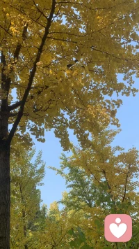 我们都在和自己的影子拔河。
 
有时它轻得像晨雾，你转身时，它在阳光下化成透明的水汽；有时它重得像浸了水的棉絮，拖着你的脚踝往深里坠，连呼吸都带着潮湿的重量。
 
那些没说出口的“我很难受”，藏在咬碎的牙里，躲在强装的笑里，最后都变成深夜枕头边的褶皱。你以为是自己太脆弱，却忘了：心就像个气球，被太多情绪撑着时，连轻轻一碰都会发抖。
 
别总说“要坚强”。允许自己在某个瞬间蹲下来，允许眼泪砸在地上开出小水花，允许那些汹涌的情绪像涨潮时的浪——它们来势汹汹，却也会在某个时刻退去，留下被冲刷干净的沙滩。
 
你不必永远挺拔如松。风来的时候，弯腰不是认输，是为了更好地扎根。那些与自己和解的瞬间，比硬撑的铠甲更有力量。
 
毕竟，真正的勇敢，是敢对自己说：“今天有点难，但没关系，我陪着你。”