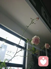 你不必急着把自己塞进“应该”的形状里。
 
比如难过时不必强装没事，大可以蹲下来抱抱自己，像安慰小时候摔哭的自己那样；比如不想社交时不用硬撑着笑，独处不是孤僻，是给内心留块透气的草坪；比如努力了却没结果时，不用骂自己“没用”，你已经在当时的风雨里，撑着伞走了很远的路。
 
那些被你藏起来的脆弱、犹豫、小脾气，不是缺点，是构成“你”的碎片。就像月亮有阴晴圆缺，从来没有谁能永远亮得毫无瑕疵。
 
允许自己不完美，允许自己偶尔“做不到”，允许自己有暂时想不通的褶皱——就像春天允许花苞慢慢开，秋天允许叶子轻轻落，你也可以允许自己，按自己的节奏生长。
 
毕竟，你最该讨好的人，从来都不是世界，而是那个认真活着的自己。