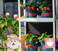 播种就会有收获
即便刚开始没有养好
也为新的播种积累经验
时间会给出答案
——《爱人如养花》爱人爱己配图