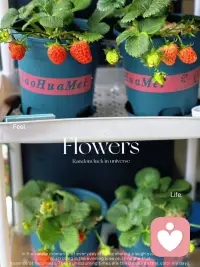 播种就会有收获
即便刚开始没有养好
也为新的播种积累经验
时间会给出答案
——《爱人如养花》爱人爱己配图