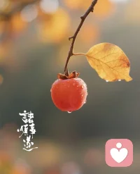 一果一叶