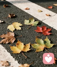 落叶知秋，秋收