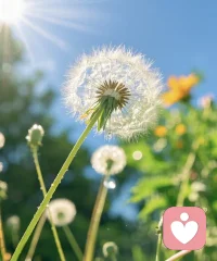 蒲公英的約定配圖