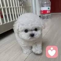 好治愈的小東西配圖