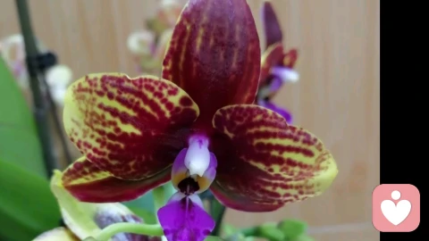 感情的长久,藏在“看见”里:懂你的不易,惜我的用心