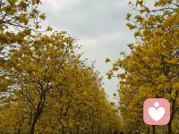 慢慢来一切都会好，吃过的苦扛过的难，终会成光照亮前路。配图