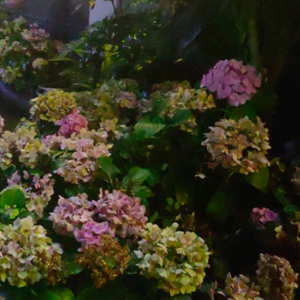 沐沐✨情感分析