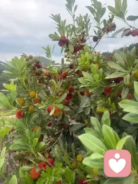 冥冥之中自有天意，得到未必是福，失去也未必是祸，很多时候，行到水穷处，往往也是坐看云起时，我们再怎么算来算去，都抵不过一场命运的安排，只管耕耘，不问收获，但行好事，莫问前程