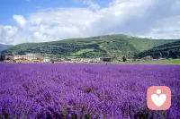 通过大自然进行心理疗愈，核心是通过感官接触自然环境，激活身体的放松反应，缓解压力与负面情绪，主要可通过以下3种方式实现：

 1. 沉浸式感官体验：主动调动视觉、听觉、嗅觉等感官与自然连接。比如注视远处的树木或天空，倾听鸟鸣、风声或水流声，呼吸带有草木、泥土气息的空气，触摸树叶纹理或湿润的土壤。这种“感官锚定”能快速将注意力从焦虑思绪拉回当下，平复情绪。

 2. 低强度自然活动：参与无需高强度消耗的自然相关活动，让身体与自然节奏同步。

 ◦ 散步：在公园、林间或河边缓慢行走，不设定速度或距离目标，专注于脚步与地面的接触感。

 ◦ 静坐/躺卧：在草地、树荫下静坐或躺卧，感受阳光、微风对皮肤的触碰，观察周围自然景物的细微变化（如云朵移动、昆虫活动）。

 ◦ 轻度劳作：尝试种植花草、浇水、整理盆栽等简单农活，通过重复、低压力的动作获得“心流”体验，缓解精神内耗。

 3. 建立长期自然联结：将自然融入日常，形成稳定的心理支持。比如每天固定10-15分钟在阳台观察植物生长，每周安排一次郊外短途出行，或在通勤路上刻意关注路边的树木、花朵，让自然成为日常情绪的“缓冲带”。