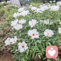 一路走來，萬水千山只為途中與你相遇。山海皆可平，只為那一刻與你相見。我們都要好好的生活。我想起來一首老歌大約在冬季配圖