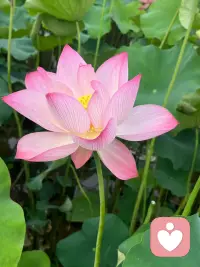 #幸福家园
真正的成长，始于潜意识的自我疗愈。放下陈旧的自我束缚，慢慢解锁松弛自在的人生状态。
——善念·善言·善行配图