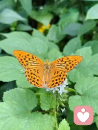 #幸福家园
别人的花期与你无关，你只需要顺着自己的节气生长。你自有你的节奏。
——善念·善言·善行